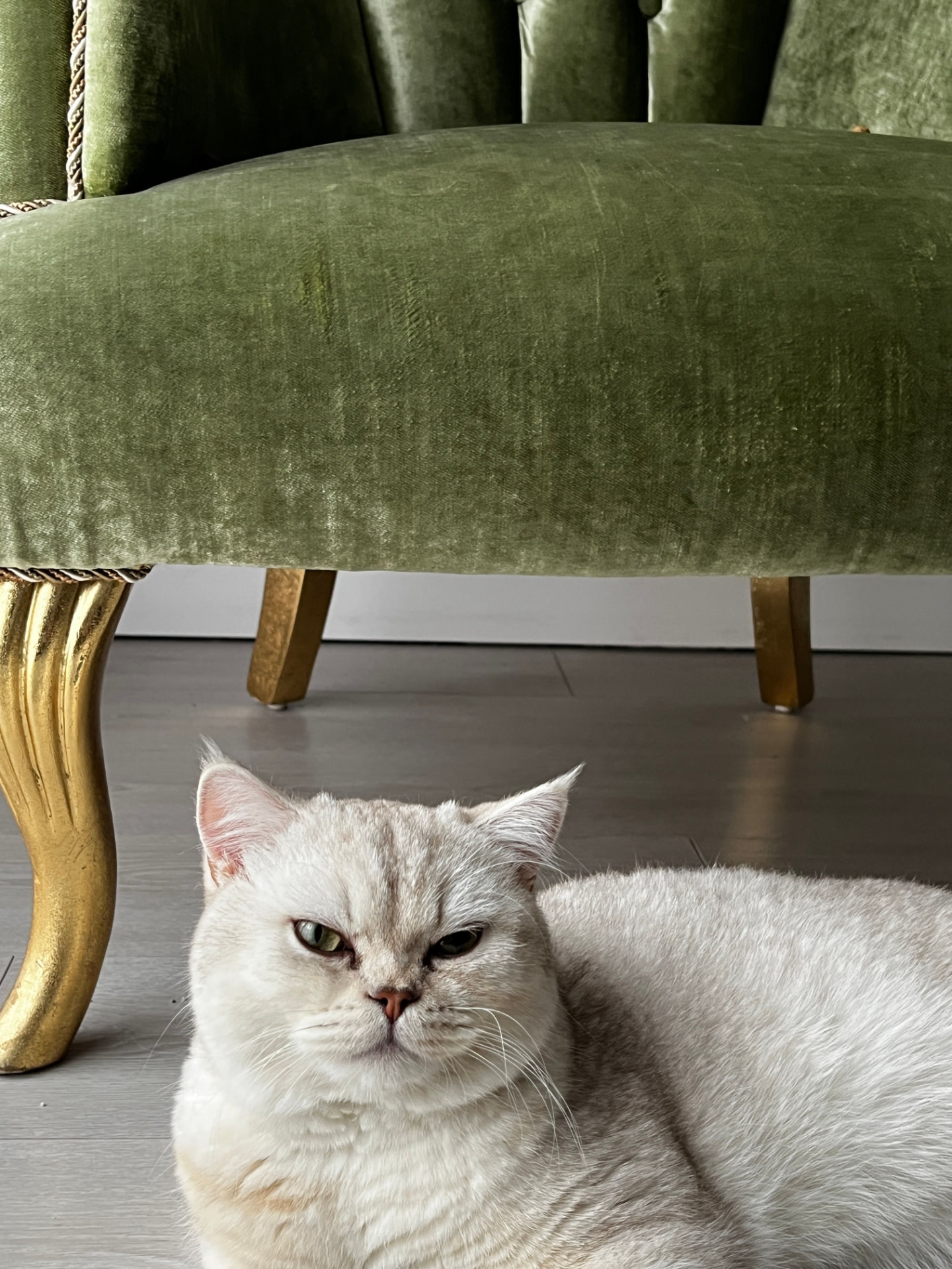 Gato deitado sob poltrona de veludo verde