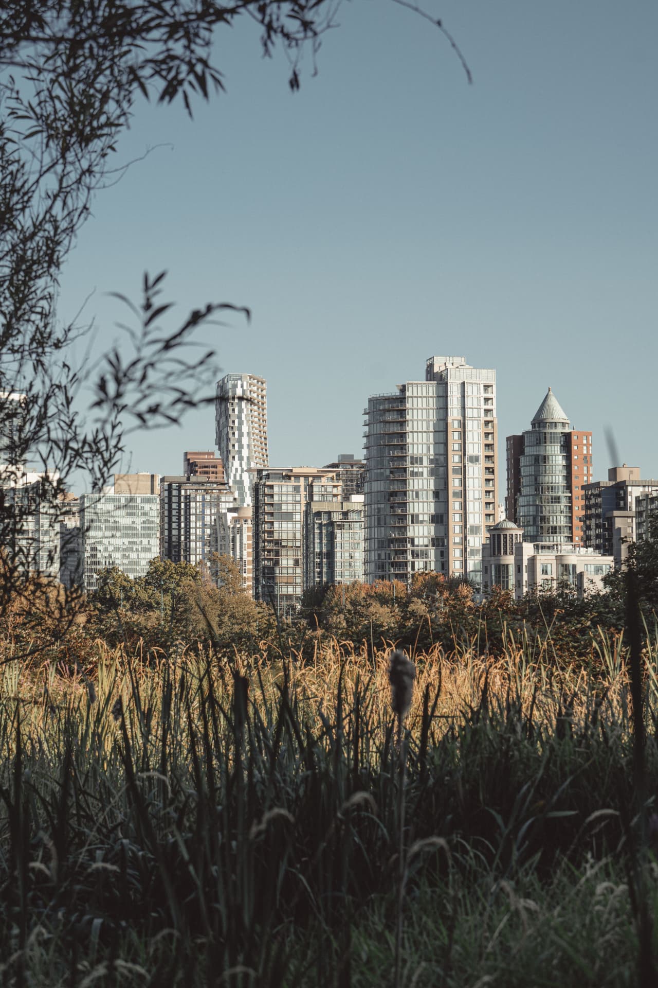 Skyline urbano visto através de vegetação