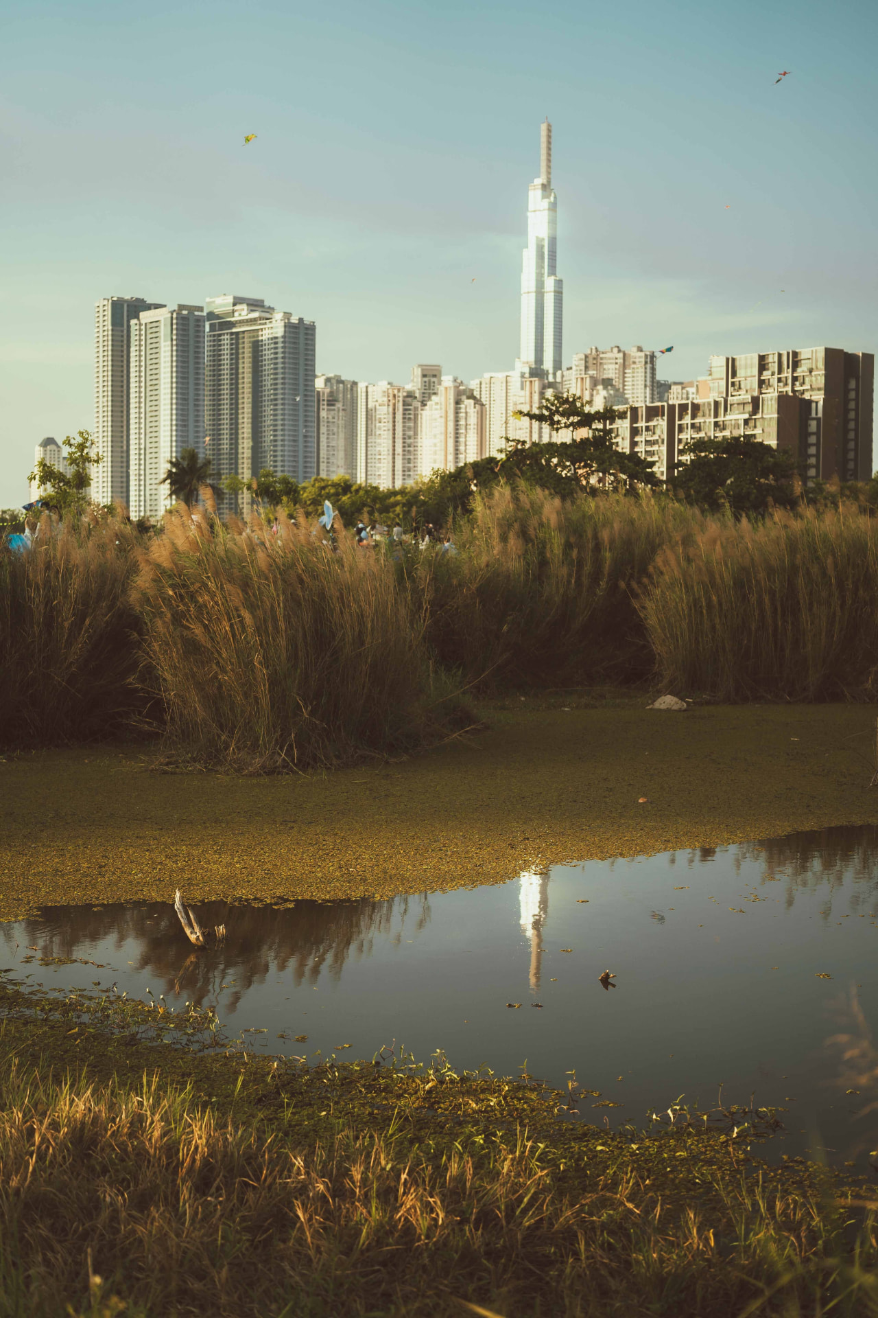 Skyline ao fundo de um campo de capim dourado
